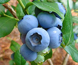 蔵王ブルーベリー