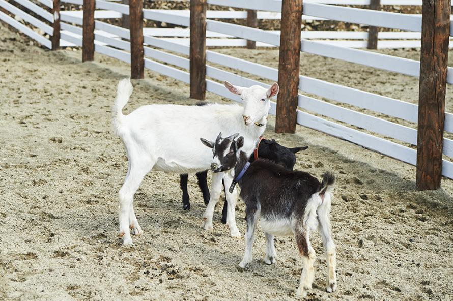 キッズファーム