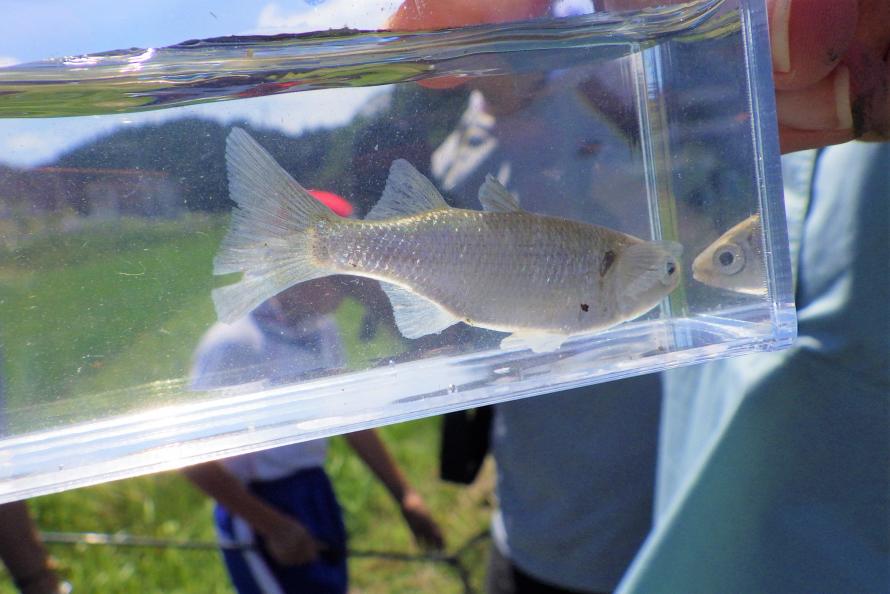 ボラの幼魚