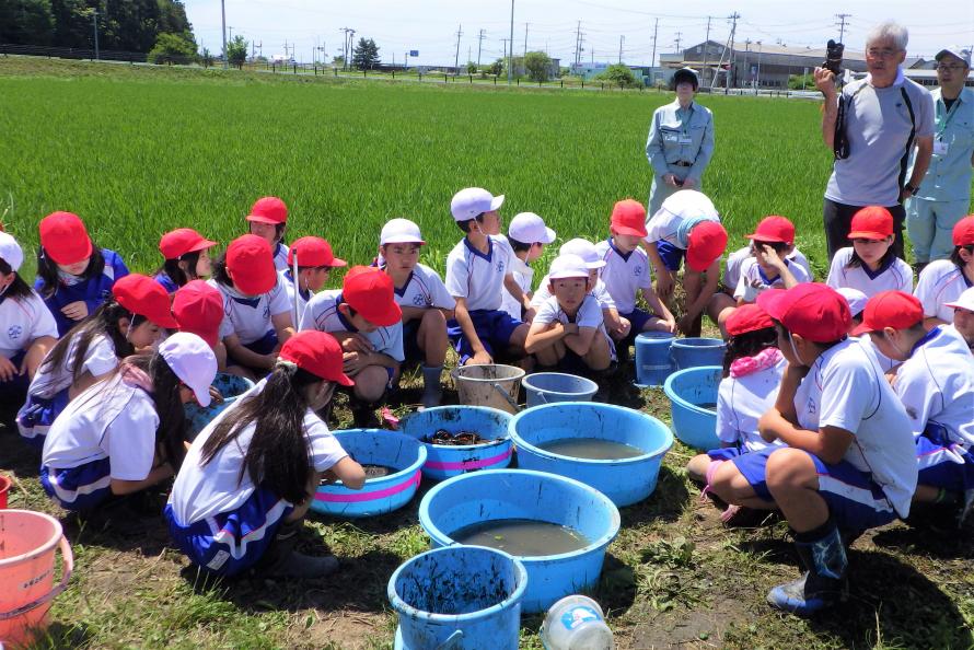 採取した生き物を観察する様子