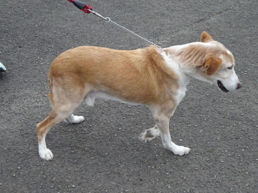 里帰り【八ちゃん】01