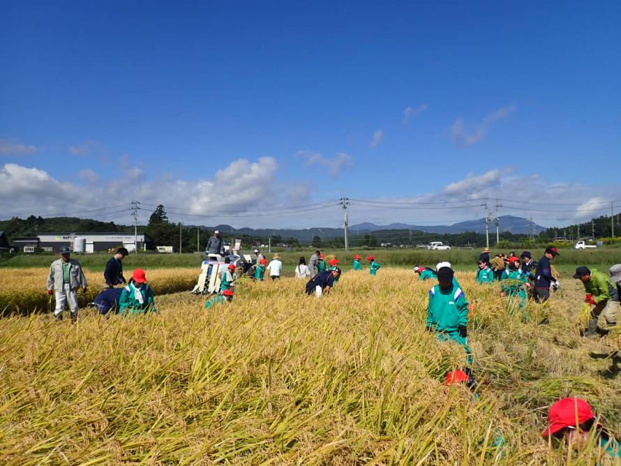 仙台市立大沢小学校で稲刈り体験が行われました