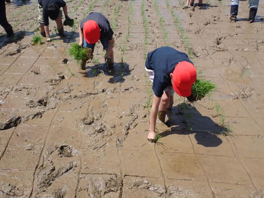 仙台市立大沢小学校で田植え体験が行われました
