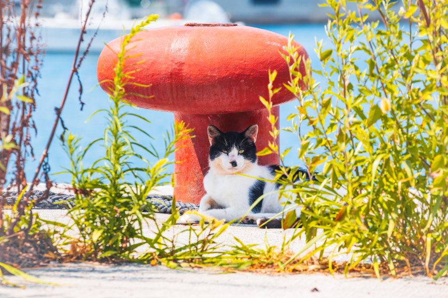 ねこ島の指定席