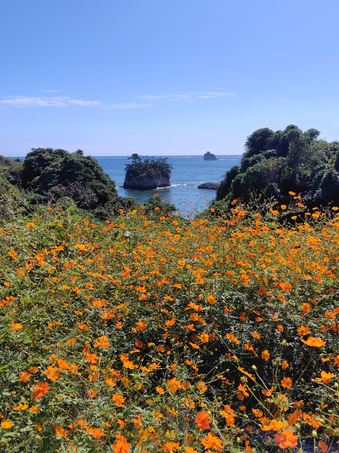 菜の花畑跡の秋景色(桂島)
