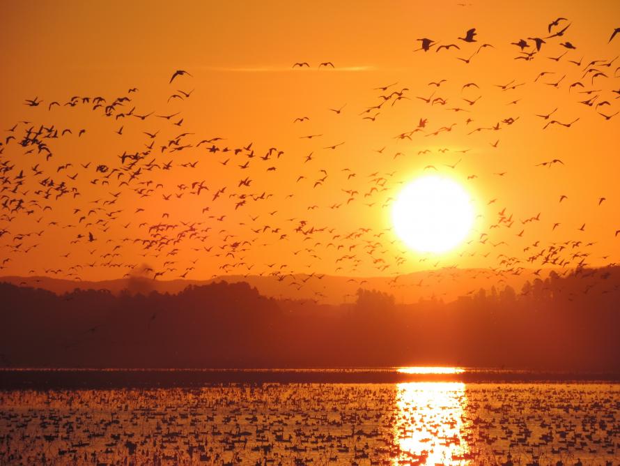 サンクチュアリセンターから飛び立つ渡り鳥の写真。日の出とともに多くの渡り鳥が飛び立っている。