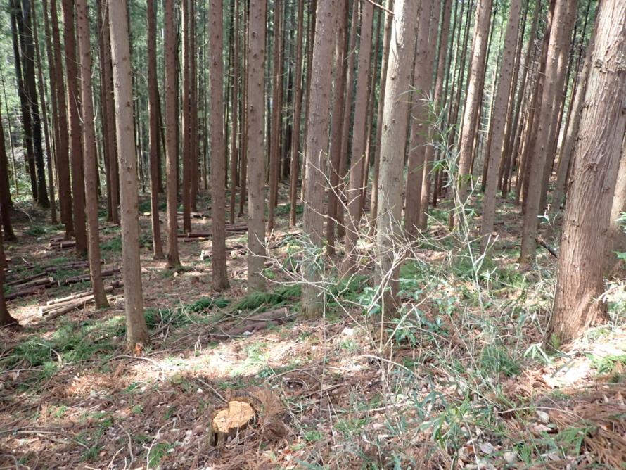 間伐実施後