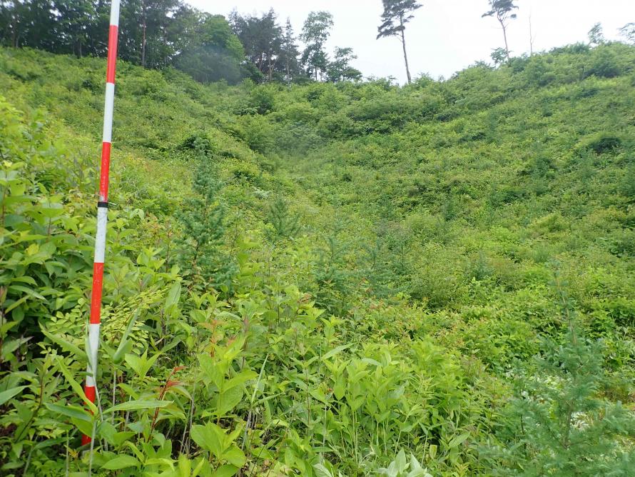 森林の下刈り実施前