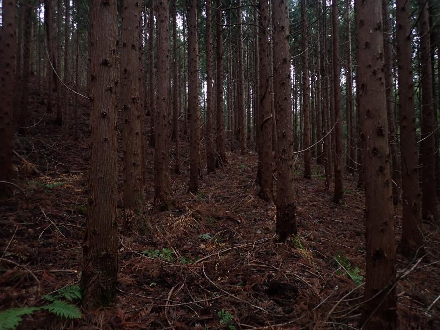 本数調整伐が必要な森林