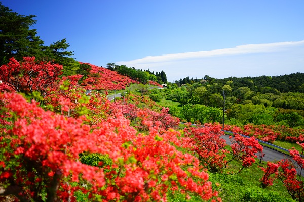 田束山（たつがねさん）ツツジ