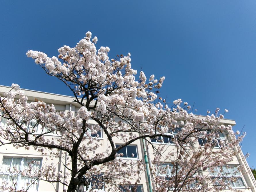 校舎、桜、空