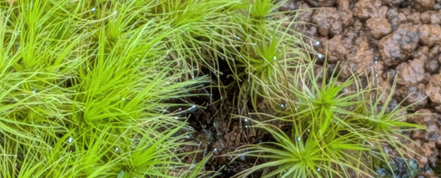 苔帯2