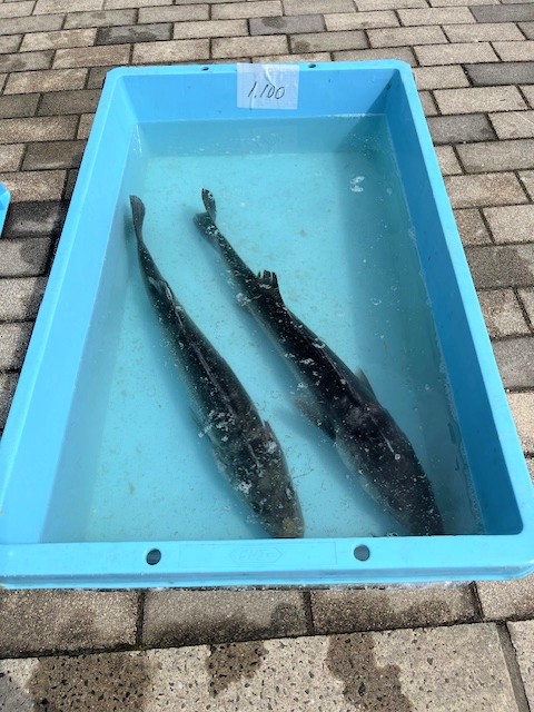 亘理荒浜水産物直売会