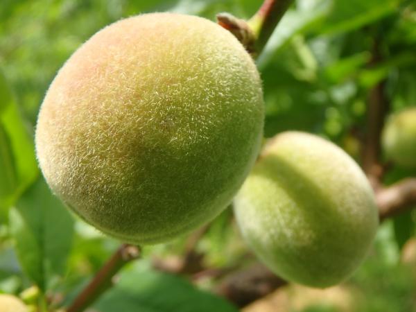 桃の実（親指大の大きさです）