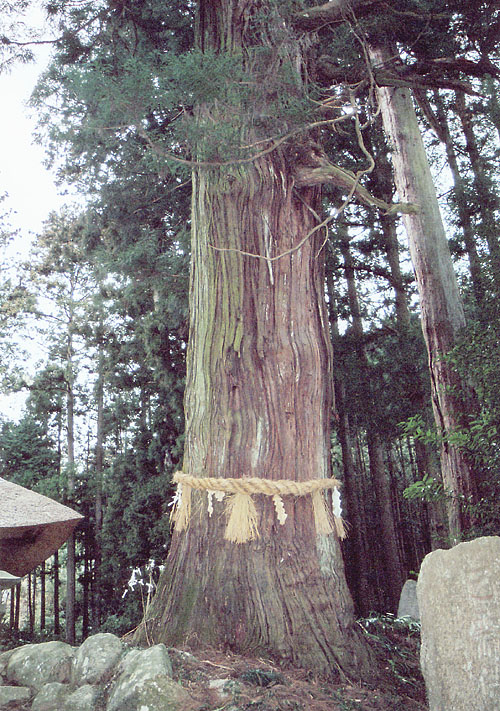 高蔵寺の大杉