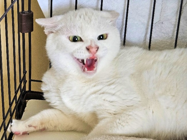 チャリ子（えるか）2