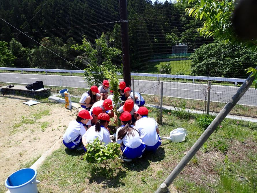 餌木の植樹の様子その2